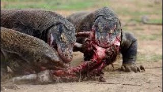 Comodo dragon vs boar Comodo dragon eating boar  forest animals video [upl. by Ahoufe]