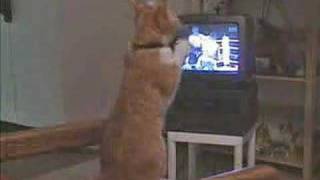 funny cat boxing fan [upl. by Sy]