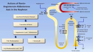 Sodium and Potassium Metabolism Renin Angiotensin Aldosterone and ADH [upl. by Byers]