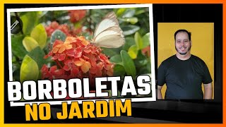 Borboletas no Jardim [upl. by Paxon]