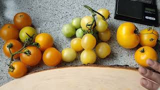 🍅Tomaten nach Sorten🍅der VergleichDwarf Goldenes Herz Bendigo Moon Goldene Königin [upl. by Suivatnad]