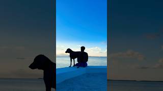 weimaranerdogpointerdogsunsettimelapsemiamiflorida [upl. by Eniliuqcaj]