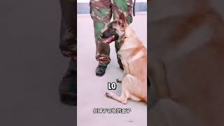 Cucciolo a 3 Zampe Diventa il Miglior Cane Poliziotto cane animali shorts [upl. by Negrom857]