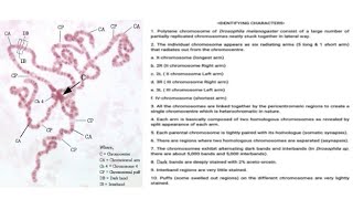 Quick guide to polytene chromosome of Drosophila sp [upl. by Harrison72]