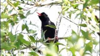 Black Bulbul singing 紅嘴黑鵯歌唱 [upl. by Elleb]