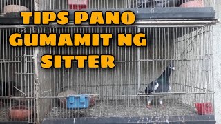 TIPS PANO GUMAMIT NG YAYA SA KALAPATI TAMANG PAG GAMIT NG SITTER  UPDATE SA NANGYARI SA SOUTH RACE [upl. by Hubert]