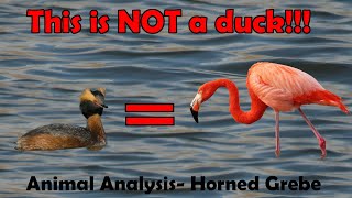 This bird is NOT a duck Horned Grebe Animal Analysis [upl. by Dixon]