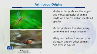 Arthropod Origins  Biodiversity amp EvolutionII  BT201Topic042 [upl. by Sitnalta467]