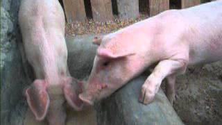 Rearing Pigs in Kenya [upl. by Willow622]