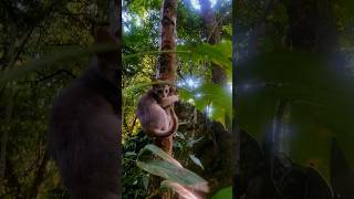 shortvideo forest cat [upl. by Nnaael]