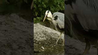 Heron Eats Ducklings [upl. by Eireva500]