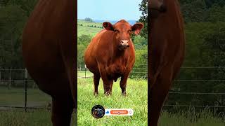 Rubys Rustic Retreat Majestic Red Cow Grazing [upl. by Nils]