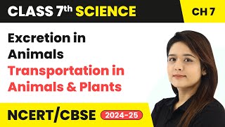 Excretion in Animals  Transportation in Animals and Plants  Class 7 Science Ch 7  CBSE 202425 [upl. by Stucker]