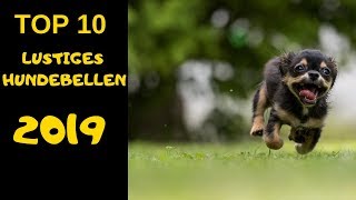 TOP 10 Hunde bellen videos compilation 2019 ♥ Lustiges Hundebellen [upl. by Ettelrahc]