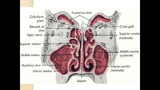 4 Nose Nasal cavity amp Paranasal sinuses [upl. by Deva]