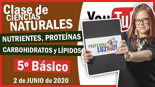 Nutrientes proteínas carbohidratos y lípidos  CIENCIAS NATURALES  5º Básico [upl. by Ark572]