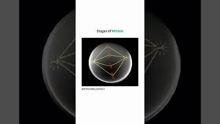 In stage of mitosis science biology study neet [upl. by Gerson]