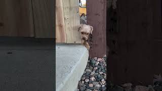 Dog Escapes 25 Inch Opening [upl. by Jobie]