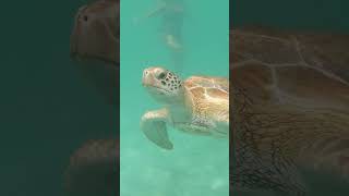 Ultimate Snorkeling Spot at the Barcelo Maya Resort [upl. by Lethia]