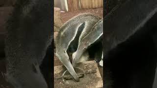 GIANT ANTEATERS eating ants extreme tongue action 👅😯 unusual cute fascinating animal shorts [upl. by Dorraj]