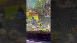 Pea puffer fish feeding time 🥰😍 viralvideo shorts [upl. by Kaliope]