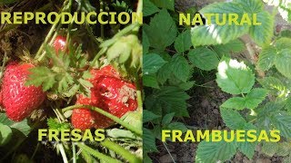 Frambuesas y Fresas Cultivo y Reproducción [upl. by Onitrof]