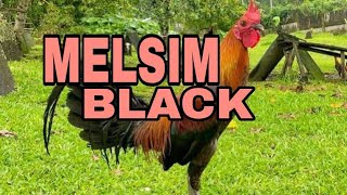 Melsim Black Chicken Breed [upl. by Etteniotnna970]