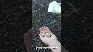 How To Grow Winter Oats [upl. by Torrance]