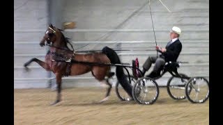 2014 Ontario Hackney Futurity Open Harness Pony [upl. by Anjanette]