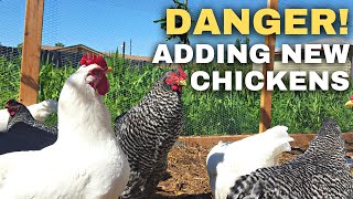 Are My Chickens in Danger Adding New Chickens to Old Flock [upl. by Anders]