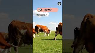 Cow Facts shorts pets facts cow [upl. by Irtimid]