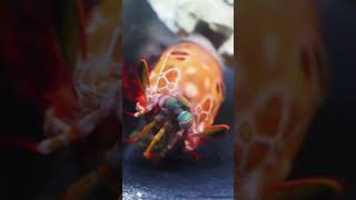 MANTIS SHRIMP HUNTING CLOSEUPS [upl. by Nirehs630]