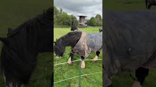 Horses fighting over the apple [upl. by Nies]