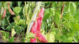 Growing Borlotti Beans [upl. by Cobbie]