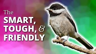 Chickadees  The Smart Tough amp Friendly [upl. by Akceber]