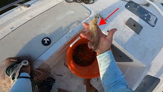 Catching JUMBO Shrimp Florida Shrimp Run [upl. by Amsed]