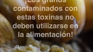 TIPS Micotoxinas Hongos [upl. by Lengel]