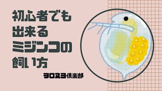 初心者でも出来るミジンコの飼い方 －Daphnia－ [upl. by Mou]