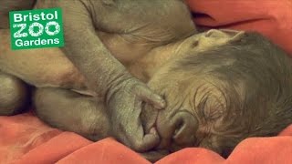 Baby Gorilla is Delivered During Rare Emergency CSection [upl. by Cassandry]