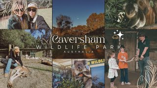 Caversham Wildlife Park  Australian wildlife animals Patting koalas  feeding kangaroos Australia [upl. by Ludewig192]