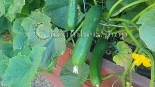 The Tanja Cucumber [upl. by Fredrick]