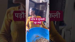 Looti hui moongfali se chikki bnai😋  Easy peanut chikki recipe  ghamu saran shorts cooking [upl. by Wilder]