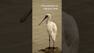 Characteristics of migratory birds [upl. by Llezom]