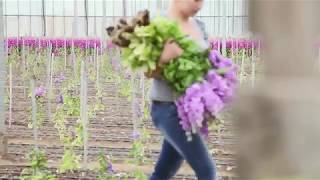 British Flowers How Stocks are grown in the UK [upl. by Ishii]