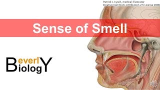 Sense of Smell [upl. by Eimak]