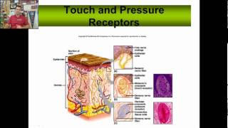 anatomy physiology chapter 12 part 1 [upl. by Arreit]