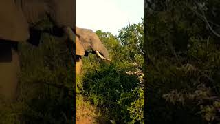 Wildlife documentary Elephant [upl. by Greggory]