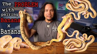 The LAST VIDEO I will EVER make on the Banana or Coral Glow Ball Python [upl. by Forland392]