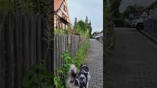 Last stop on our roadtrip 2024 in Durbach Germany aussie dog austrailianshepherd miniaussie [upl. by Lilithe]