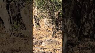 Klipspringer spotted around the Sudwala Caves sudwalacaves mpumalanga travel touristattraction [upl. by Wende]